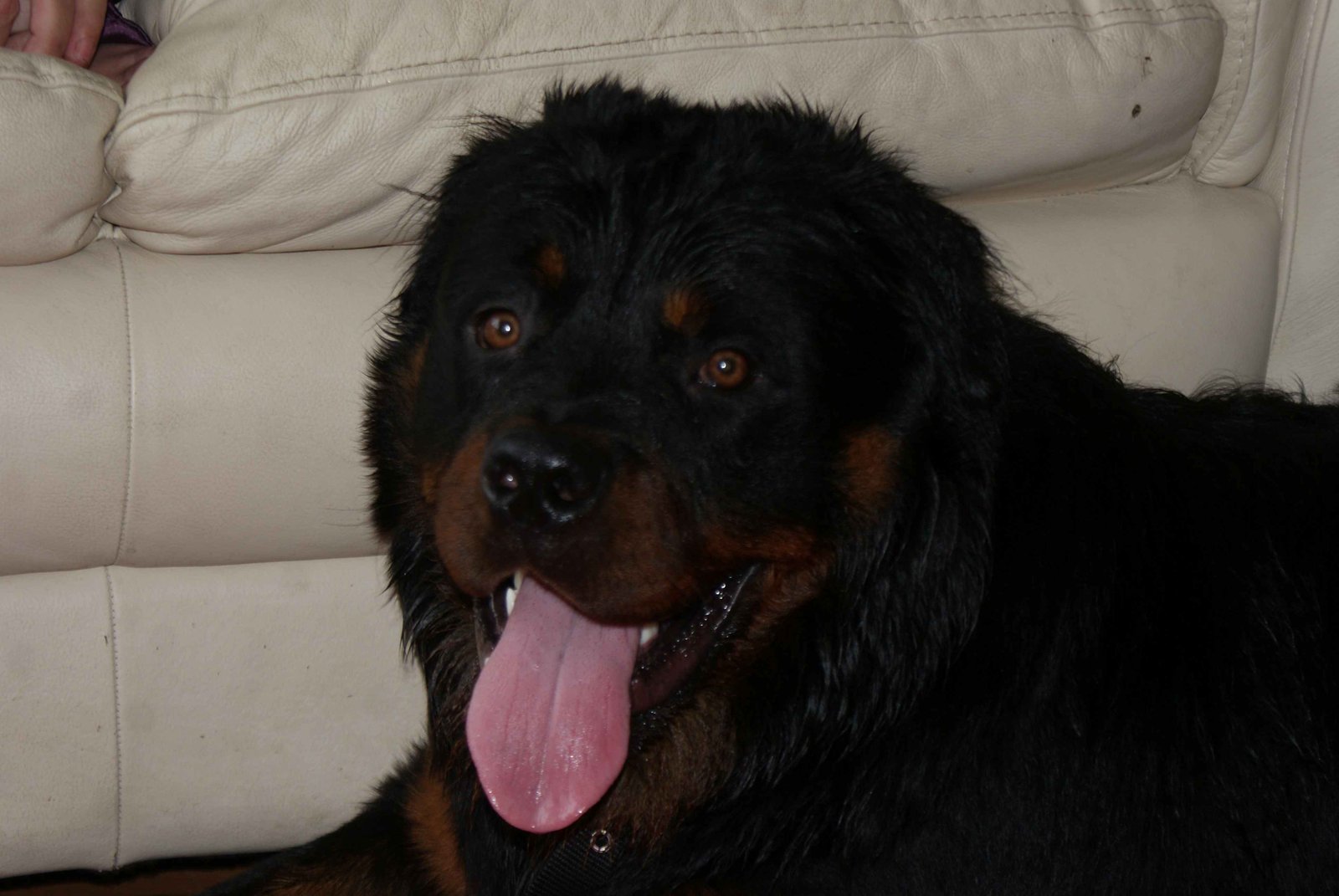 Alfie the Rottweiler