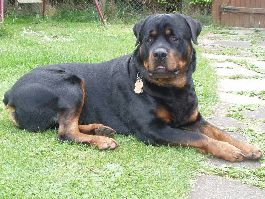 Broxi the Rottweiler