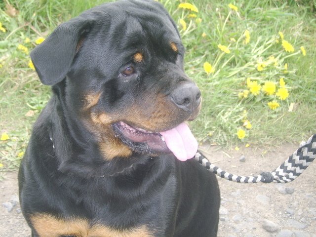 Cassie the Rottweiler