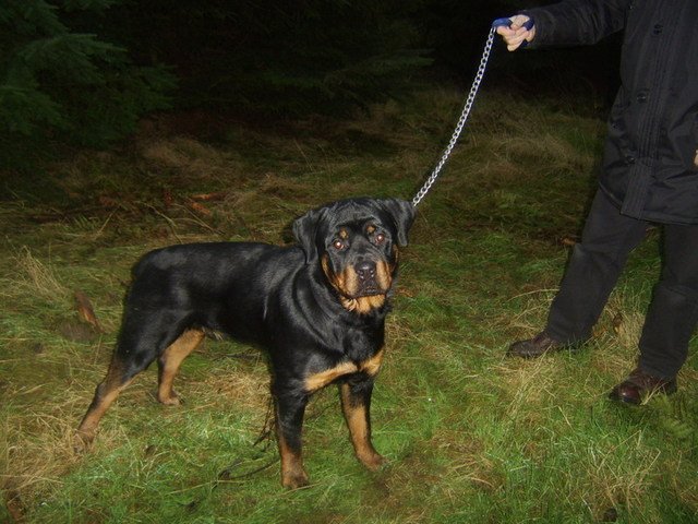 Chester the Rottweiler