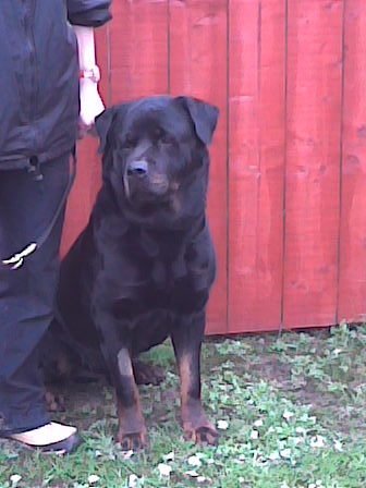 Dillon the Rottweiler