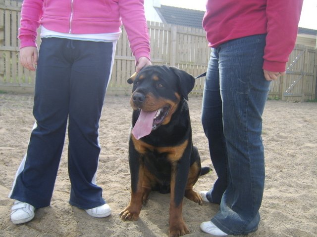 Hector the Rottweiler