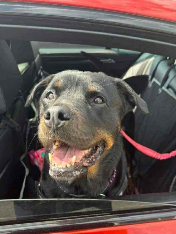 Kayla the Rottweiler
