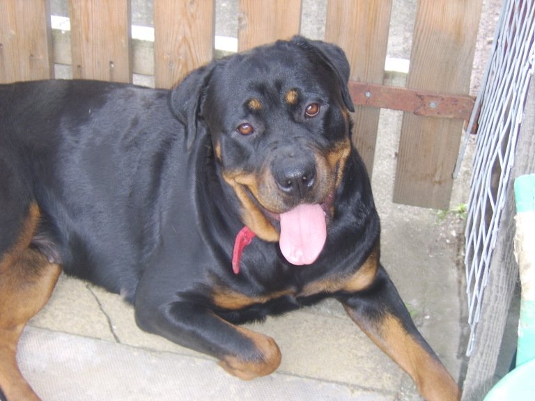 Kira the Rottweiler