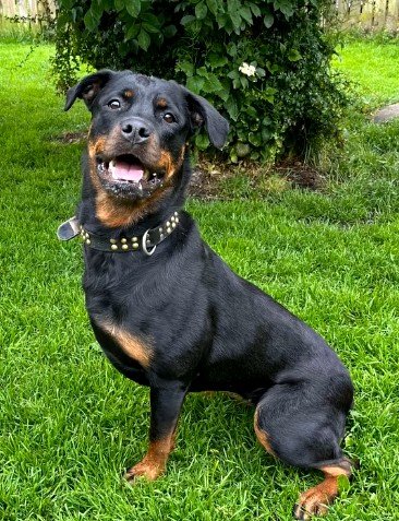 Lady the Rottweiler