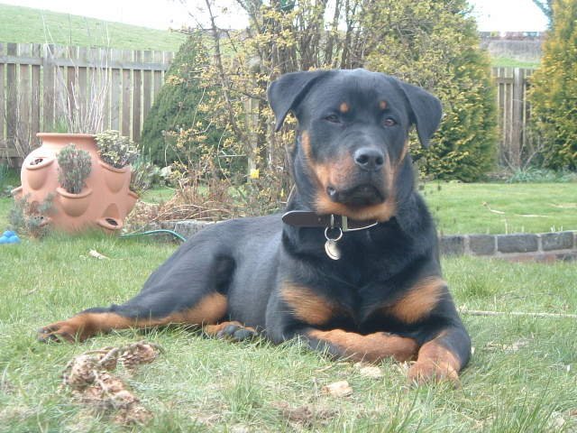 Mia the Rottweiler