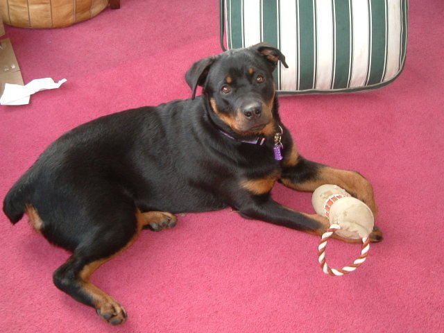 Mia the Rottweiler