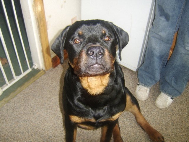 Murphy the Rottweiler
