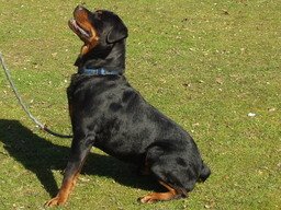 Sabre the Rottweiler
