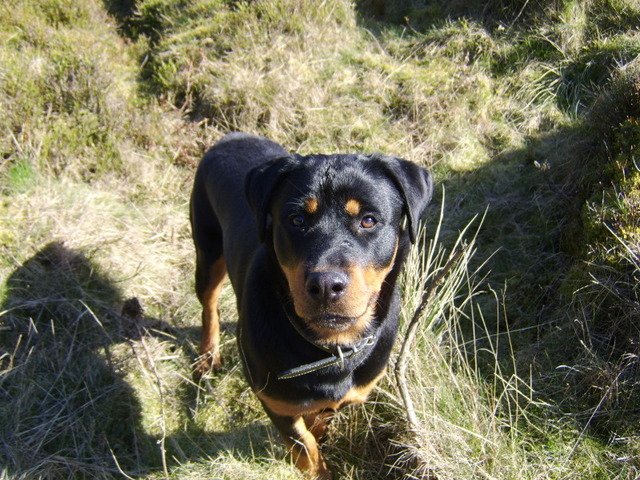 Star the Rottweiler