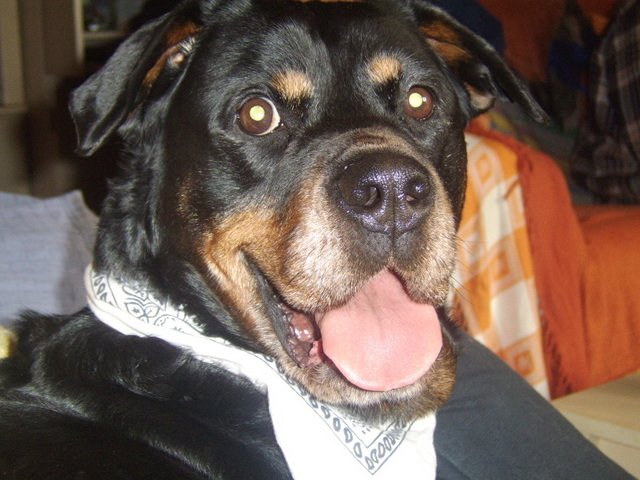 Tara the Rottweiler